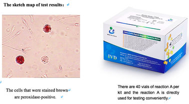 کیت تست لکوسیت های مایع منی کیت تست عملکرد اسپرم رنگ آمیزی پراکسیداز 40T/Kit